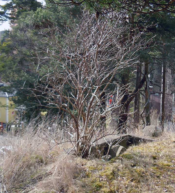 Raserat stridsvärn som vätter mot Torsgatan. Foto: H. Lindkvist (2016).
